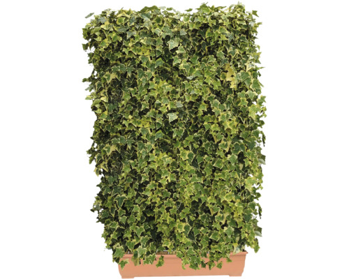 Efeu-Pflanze im Topf