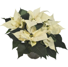 Weihnachtsstern mit creme farbigen Blättern im Topf