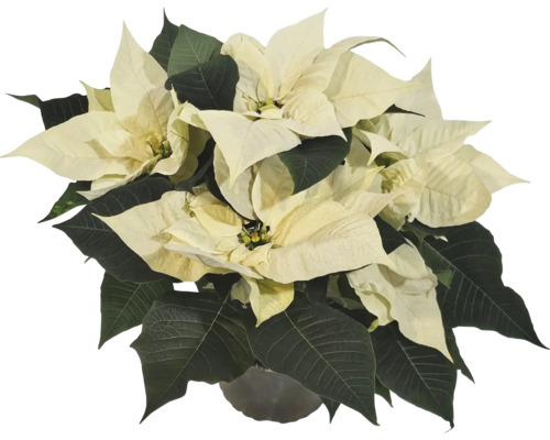 Weihnachtsstern mit creme farbigen Blättern im Topf