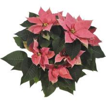 Weihnachtsstern mit rosa Hochblättern und grünen Blättern