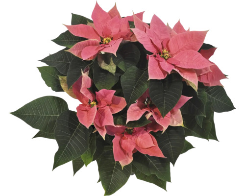 Weihnachtsstern mit rosa Hochblättern und grünen Blättern