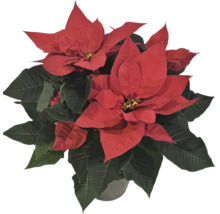 Weihnachtsstern mit roten Hochblättern und grünen Blättern im Topf