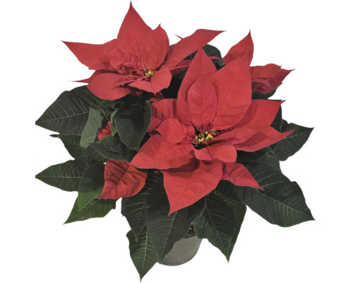 Weihnachtsstern mit roten Hochblättern und grünen Blättern im Topf