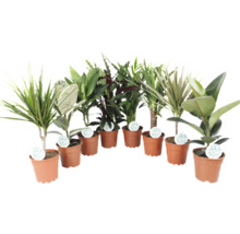 Verschiedene Zimmerpflanzen in Töpfen