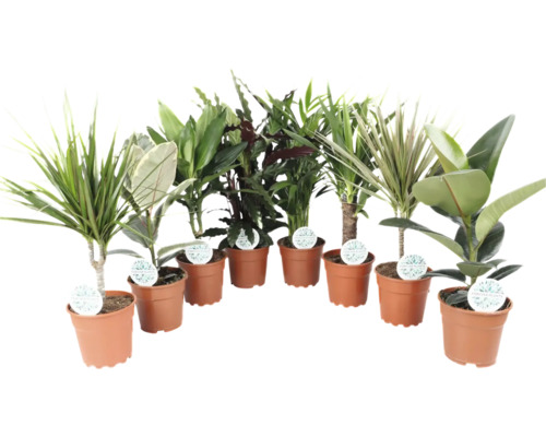 Verschiedene Zimmerpflanzen in Töpfen