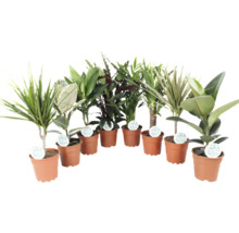 Verschiedene Zimmerpflanzen in Töpfen