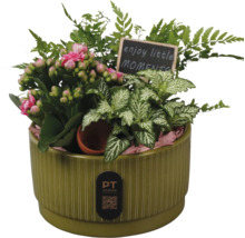 Pflanzschale mit Kalanchoe, Fittonia und Farn mit Schild