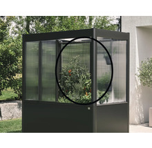 Kleines Gewächshaus mit Tomatenpflanze im Garten