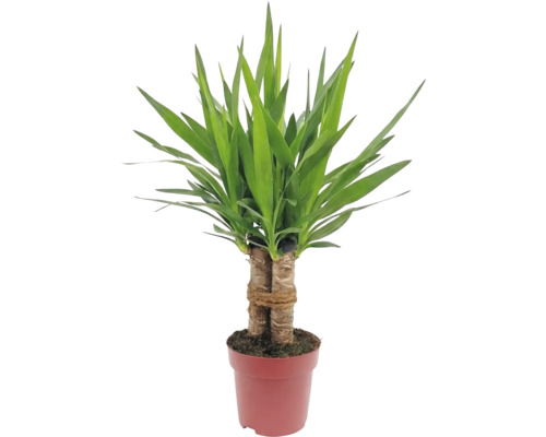 Yucca Zimmerpflanze im Topf
