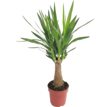 Yucca Zimmerpflanze im Topf