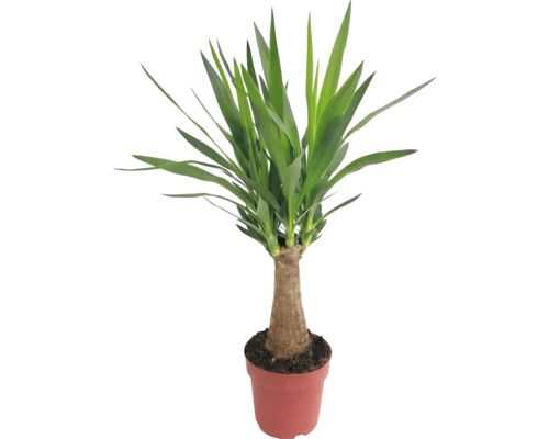 Yucca Zimmerpflanze im Topf