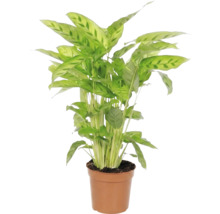 Pfeilwurz Zimmerpflanze im Topf