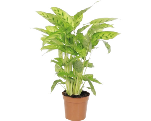 Pfeilwurz Zimmerpflanze im Topf