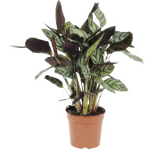 Gebetspflanze im Topf für den Innenbereich