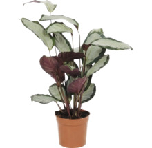 Gebetspflanze im Topf