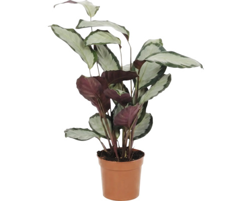 Gebetspflanze im Topf