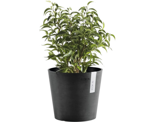 Grüne Zimmerpflanze Ficus Benjamina in einem runden anthrazitfarbenen ECOPOTS Pflanztopf.