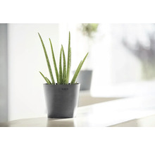Aloe vera Pflanze in einem dunkelgrauen Ecopots Blumentopf in einem hellen, modernen Innenraum.