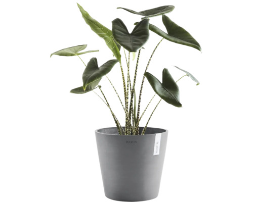 Alocasia zebrina Zimmerpflanze im grauen Ecopots Übertopf, Pfeilblatt mit gestreiften Stielen.