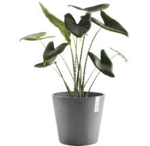 Alocasia Zebrina Zimmerpflanze mit gestreiften Stielen in einem runden grauen Ecopots Pflanztopf aus Kunststoff.