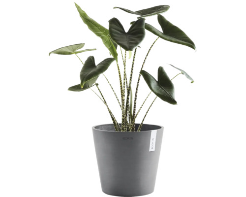 Alocasia Zebrina Zimmerpflanze mit gestreiften Stielen in einem runden grauen Ecopots Pflanztopf aus Kunststoff.