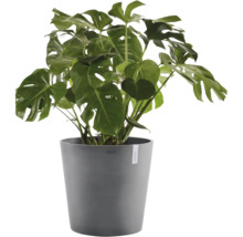 Monstera deliciosa Fensterblatt in grauem Kunststofftopf.