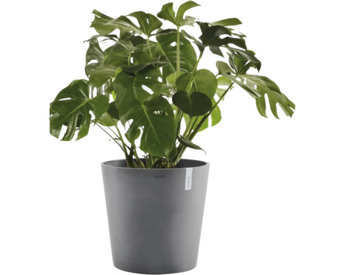 Monstera deliciosa Fensterblatt in grauem Kunststofftopf.