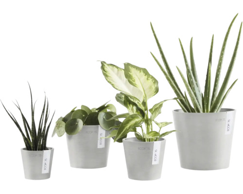 Vier verschiedene Zimmerpflanzen in grauen Ecopots Übertöpfen, darunter Aloe Vera, Pilea und Bogenhanf.