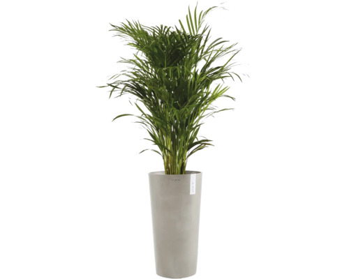 Goldfruchtpalme Zimmerpflanze Areca in einem hohen grauen Pflanzgefäß von Ecopots.