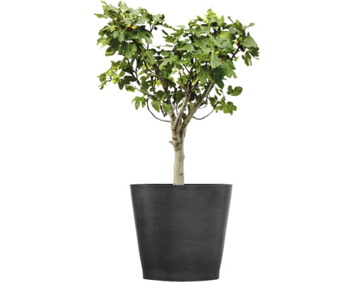 Feigenbaum mit grünen Blättern und kleinen Früchten in einem großen dunkelgrauen Pflanzkübel.