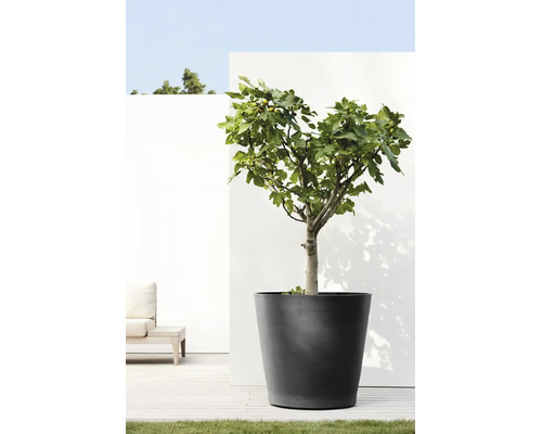 Großer anthrazitfarbener Pflanzkübel mit einem Feigenbaum auf einer hellen Terrasse mit Holzdeck und weißer Wand.