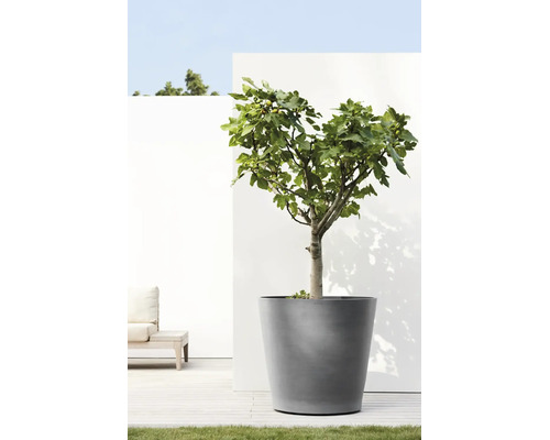 Ein Feigenbaum in einem großen grauen Pflanzkübel auf einer modernen hellen Terrasse vor einer weißen Wand.