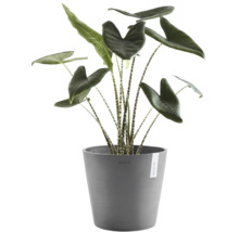 Alocasia Zebrina Zimmerpflanze mit gestreiften Stielen und großen Blättern in einem grauen Ecopots Blumentopf.