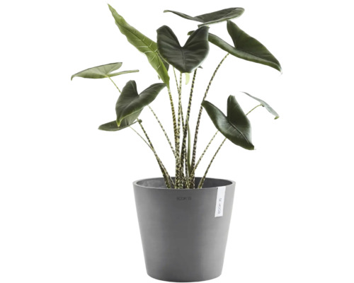 Alocasia Zebrina Zimmerpflanze mit gestreiften Stielen und großen Blättern in einem grauen Ecopots Blumentopf.