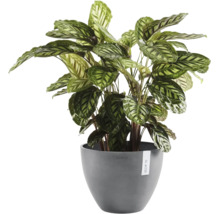 Calathea Zimmerpflanze in einem grauen runden Kunststofftopf von Ecopots.