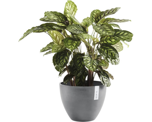 Calathea Zimmerpflanze in einem grauen runden Kunststofftopf von Ecopots.