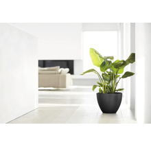 Grüne Zimmerpflanze in einem schwarzen Blumentopf in einem hellen, modern eingerichteten Wohnzimmer.