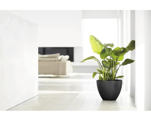 Grüne Zimmerpflanze in einem schwarzen Blumentopf in einem hellen, modern eingerichteten Wohnzimmer.