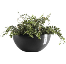 Ecopots Pflanzschale mit einer grünen Farn-Zimmerpflanze
