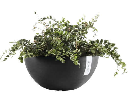 Ecopots Pflanzschale mit einer grünen Farn-Zimmerpflanze