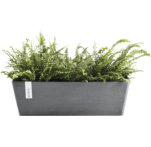 Anthrazitfarbener rechteckiger Ecopots Pflanzkasten aus recyceltem Kunststoff mit grünen Farnen.