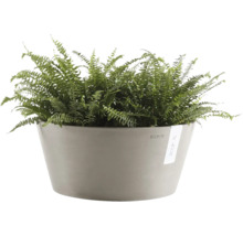 Farn in einem runden grauen Pflanzgefäß von Ecopots.