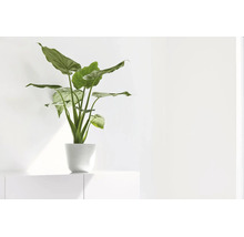 Zimmerpflanze Alocasia im weißen Pflanztopf auf weißem Sideboard in einem hellen Raum.