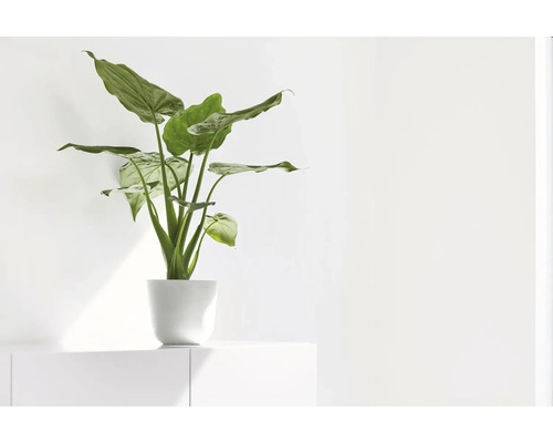 Zimmerpflanze Alocasia im weißen Pflanztopf auf weißem Sideboard in einem hellen Raum.