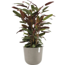 Calathea Zimmerpflanze mit gemusterten Blättern in einem grauen Übertopf.
