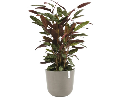 Calathea Zimmerpflanze mit gemusterten Blättern in einem grauen Übertopf.