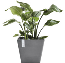Strelitzia Zimmerpflanze in grauem quadratischem Ecopots Pflanzgefäß.