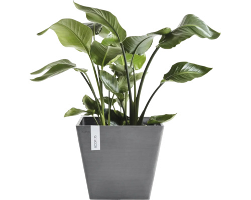 Strelitzia Zimmerpflanze in grauem quadratischem Ecopots Pflanzgefäß.