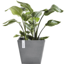 Zimmerpflanze Strelitzia in einem grauen, quadratischen Ecopots Übertopf mit großen grünen Blättern.