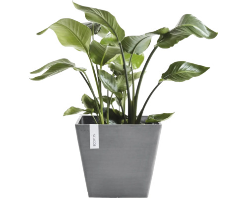 Zimmerpflanze Strelitzia in einem grauen, quadratischen Ecopots Übertopf mit großen grünen Blättern.
